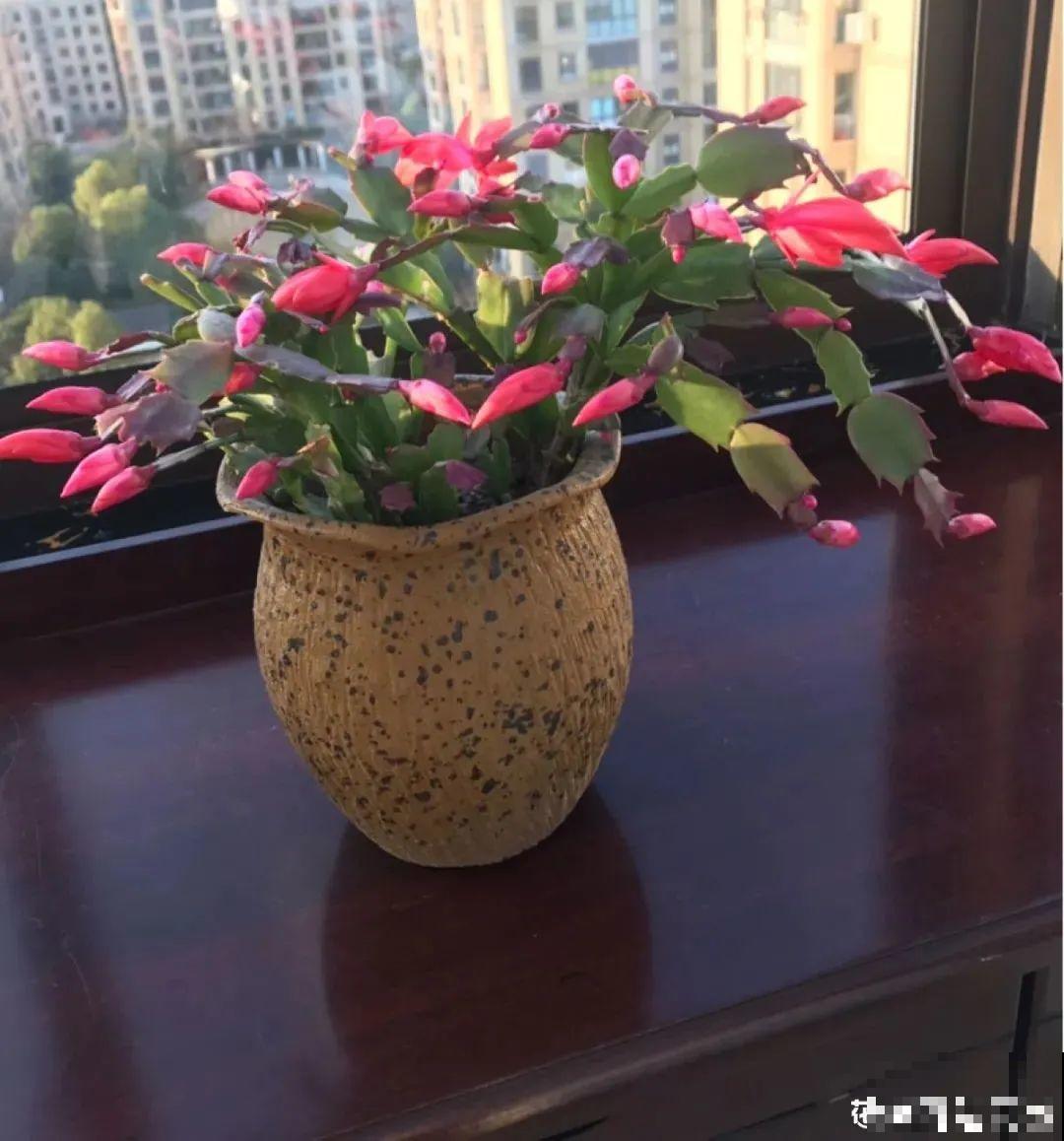 君子兰喝点油,爆花效果好,年年开出大花球 君子兰喝点油,爆花效果好,年年开出大花球