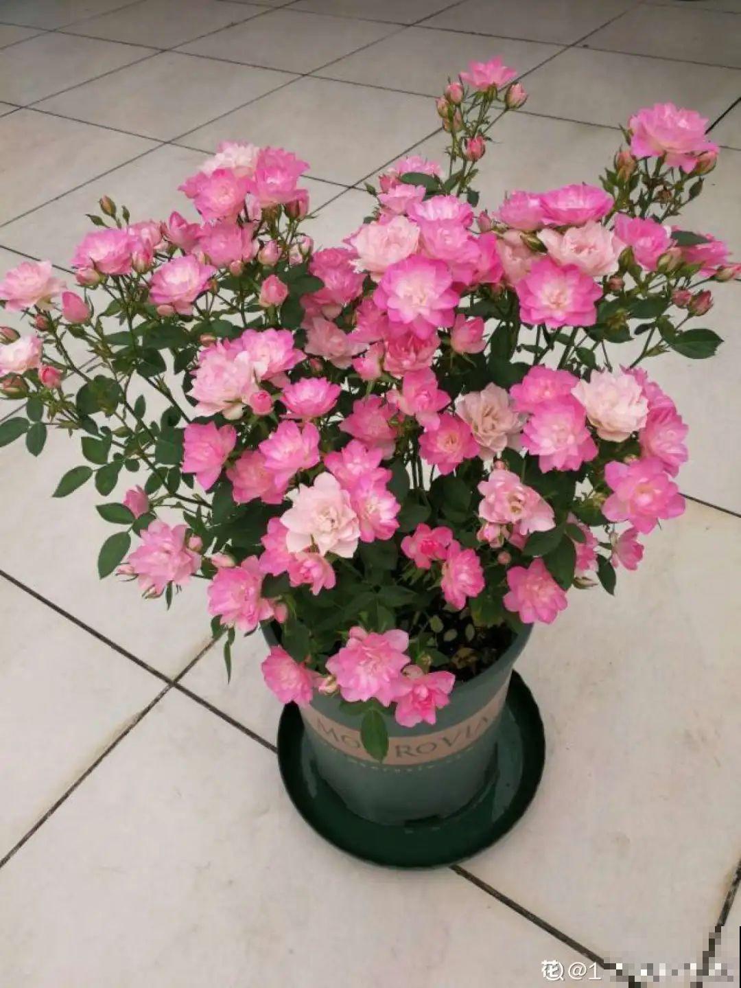 小阳台的开花机器，花期能达大半年，月月爆开不歇气，真香！