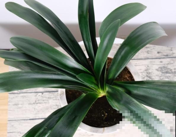 君子兰老烂根，记住这3点，轻松知道浇水时间