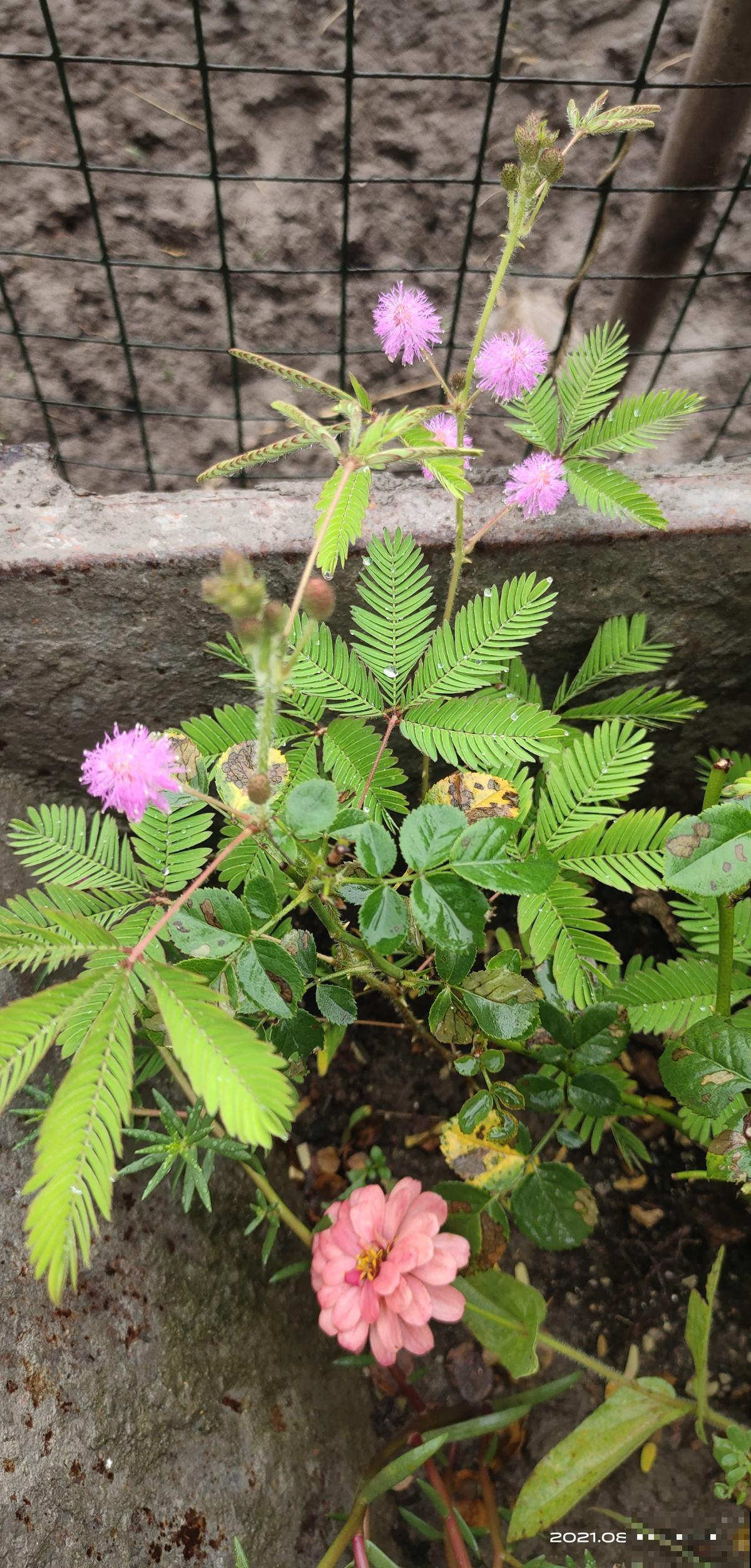 5种花,只可远观不能养在家,养在家浑身难受 5种花,只可远观不能养在家,养在家浑身难受