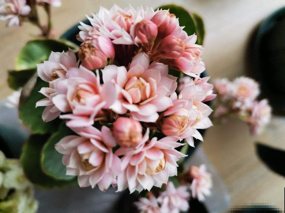 买花要挑好品种,预算充足就买这5种,不行就别买了 买花要挑好品种,预算充足就买这5种,不行就别买了