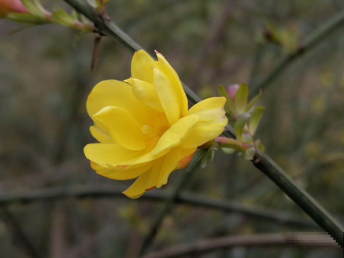 初春就养4种“转运花”,开花后美得不像话,养人又旺家 初春就养4种“转运花”,开花后美得不像话,养人又旺家