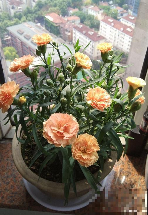 1种花满盆花苞,春天养正好,爆盆很容易 1种花满盆花苞,春天养正好,爆盆很容易