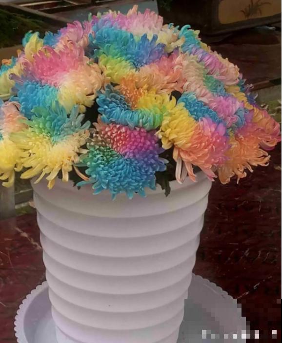 过年烟花没看够，快养这9种花，开花更美