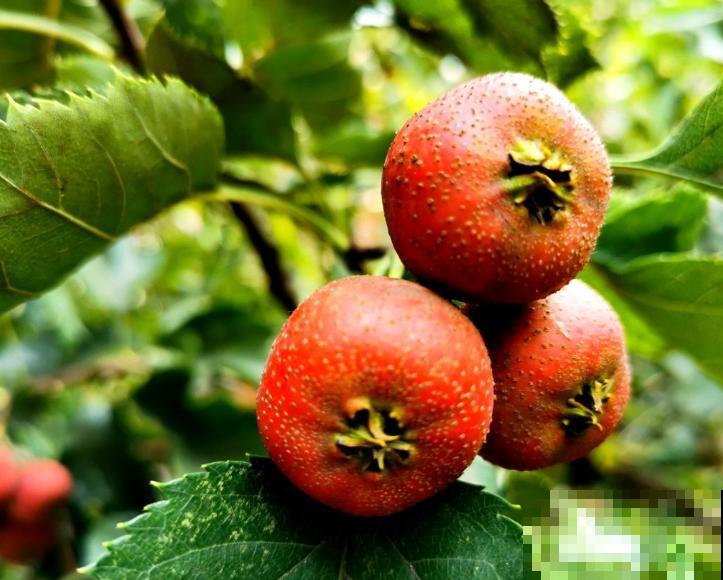 吃完的山楂种子不要扔，轻松4步，养出好看的绿植