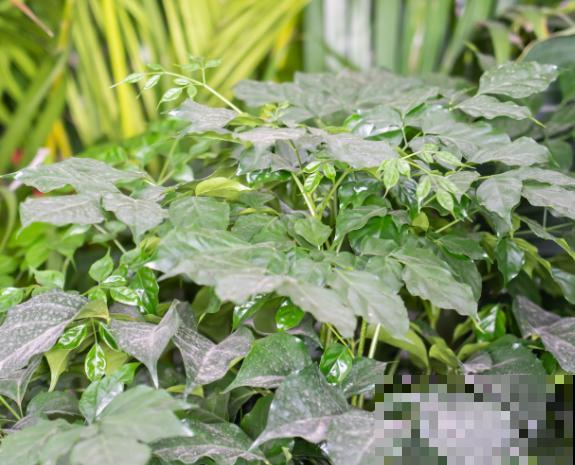 幸福树生介壳虫,不要担心,这4种方法轻松解决 幸福树生介壳虫,不要担心,这4种方法轻松解决