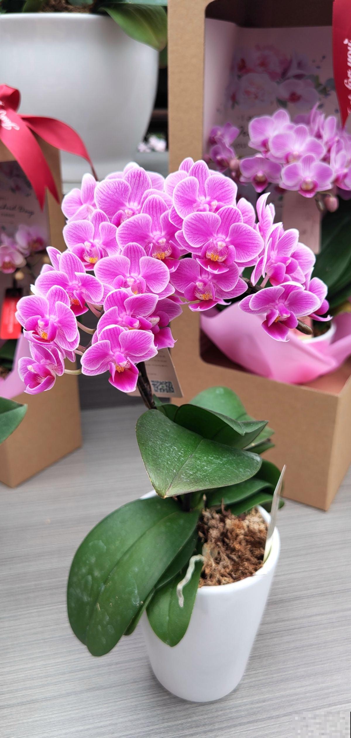 年后赶紧去花市捡漏，年前好几百的花，年后“给钱就卖”