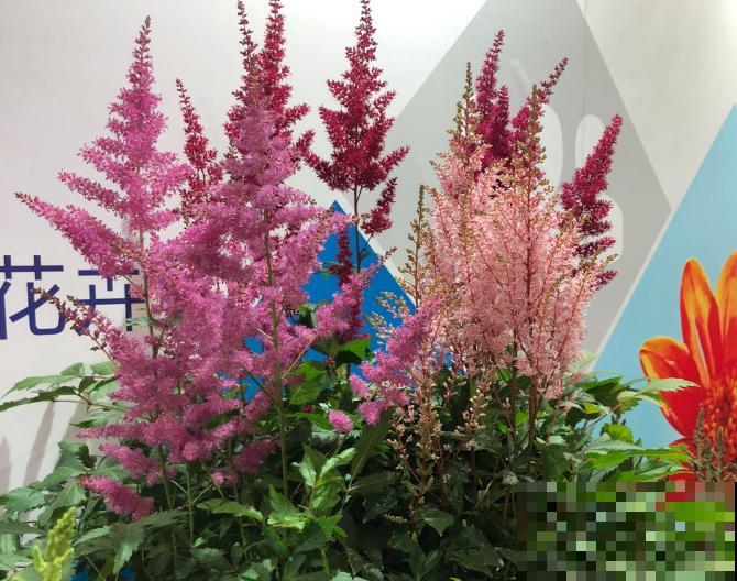 落新妇地栽要想过冬,知道这4步,轻松熬过冬 落新妇地栽要想过冬,知道这4步,轻松熬过冬