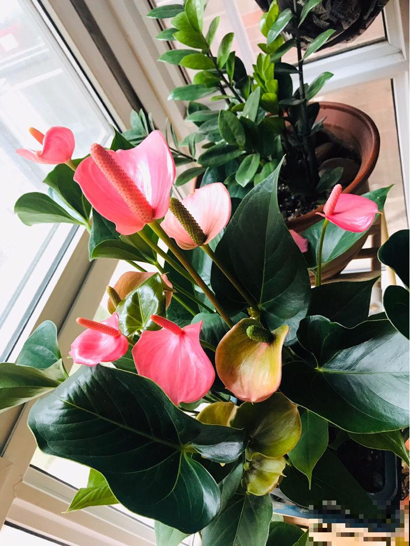 一盆“粉仙女”，开花仙气十足，关键是耐阴好养，北阳台也能养