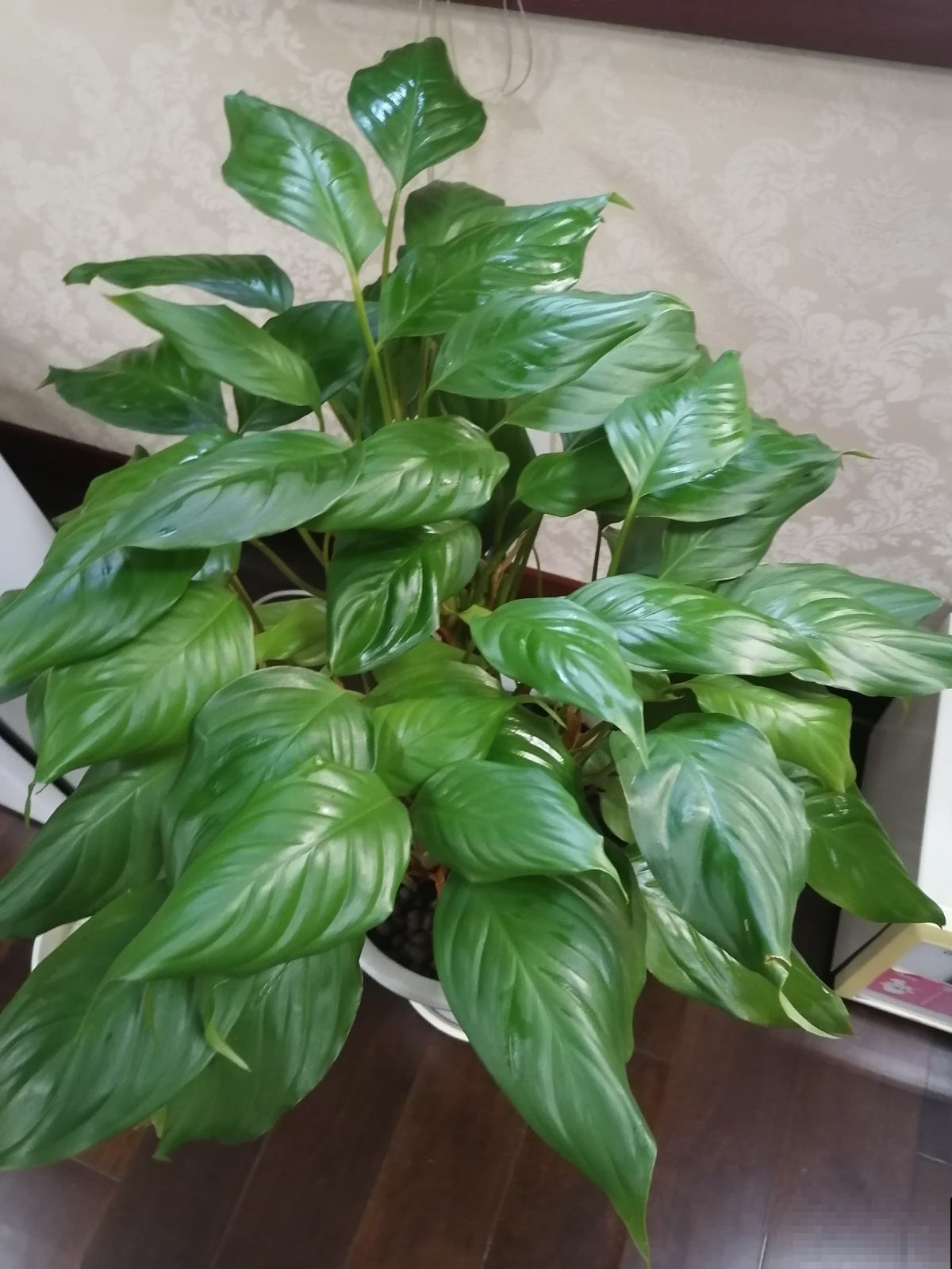 家养植物千千万,这30种都养过的,就是养花大神 家养植物千千万,这30种都养过的,就是养花大神