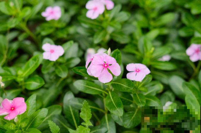 花期长的花有很多，这5种很常见，室内阳台就能养