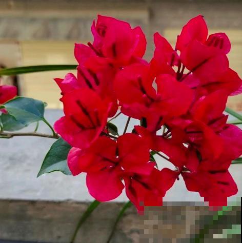 20种常见花的浇水方式,一句话就概括,简单好记 20种常见花的浇水方式,一句话就概括,简单好记