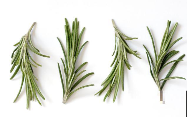 1种香草种家里，春天呼呼开爆盆，还能摘下来做菜吃