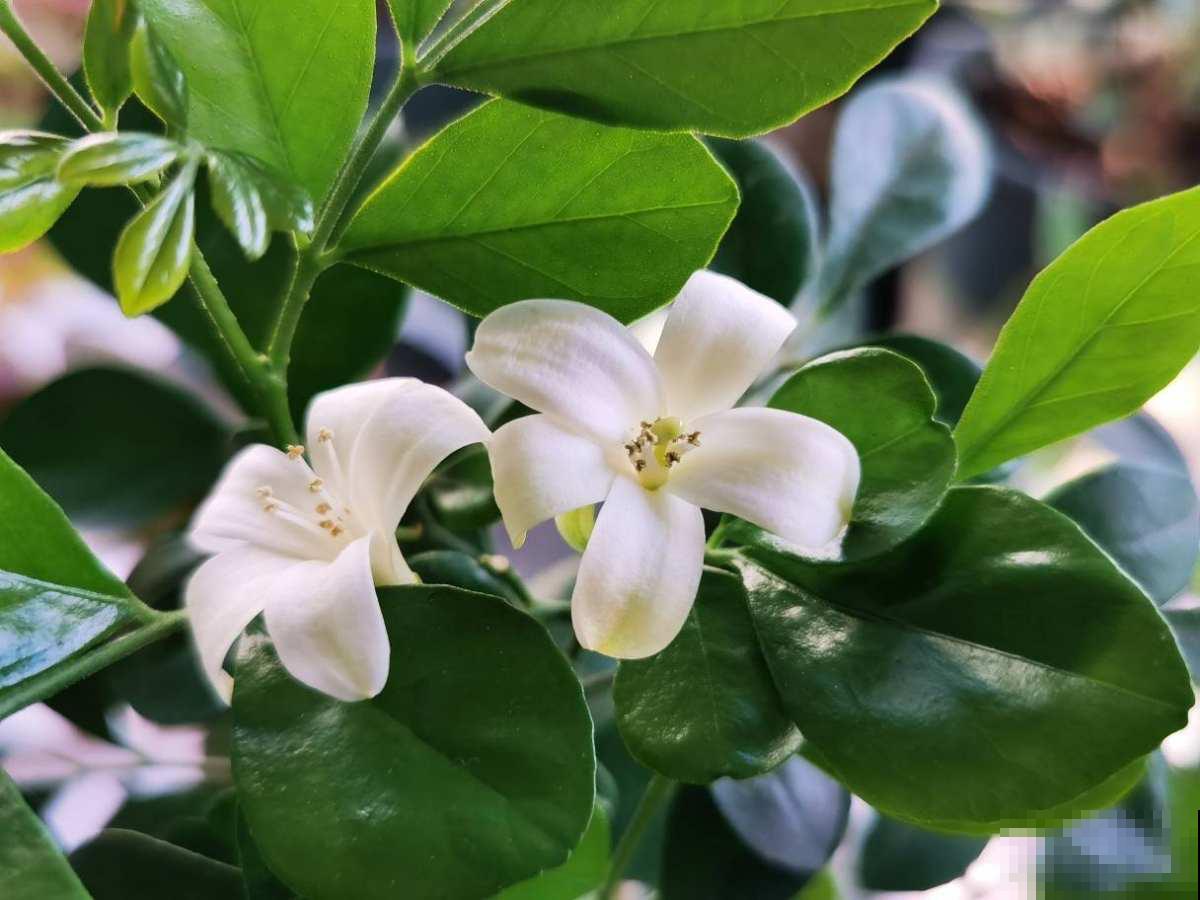 重视健康的人,封闭式阳台不养“浓香花”,害处不小 重视健康的人,封闭式阳台不养“浓香花”,害处不小