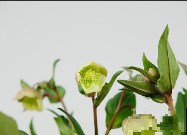 铁筷子养殖很简单，学会这5步，在家也能种