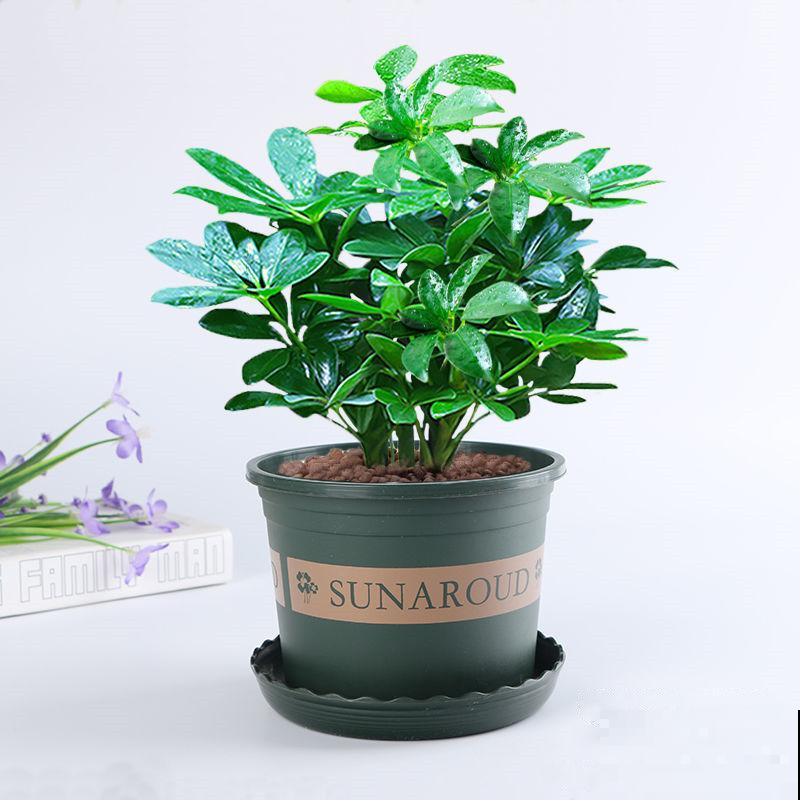 植物中的“空气净化器”,剪个枝条插水里,1周长出毛细根 植物中的“空气净化器”,剪个枝条插水里,1周长出毛细根