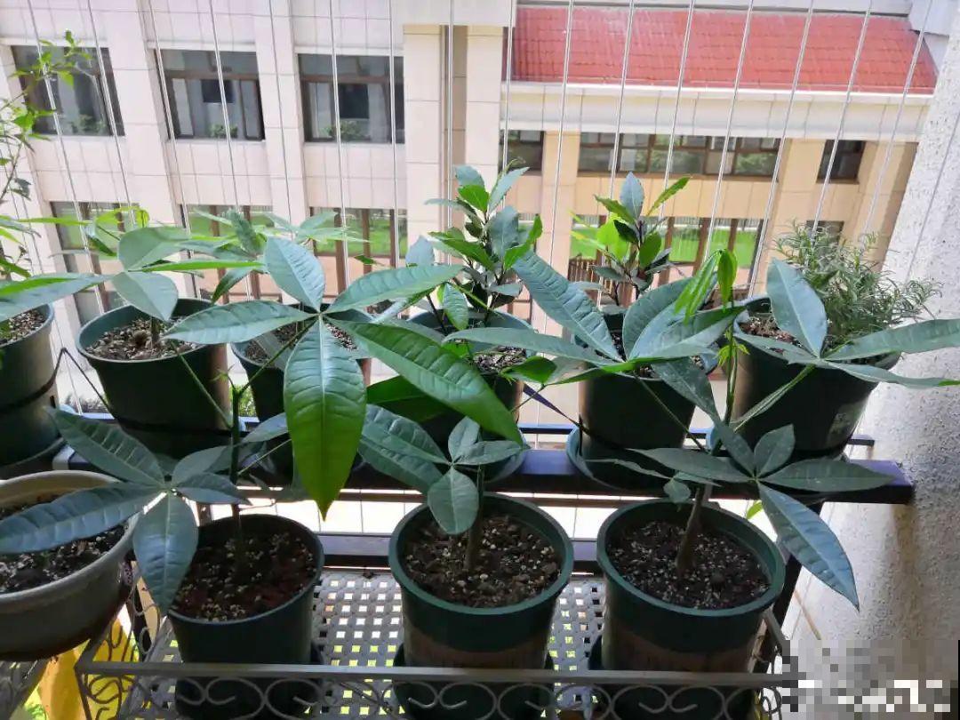 老人常说,6种吉祥花,轻易不开花,开花据说有好运 老人常说,6种吉祥花,轻易不开花,开花据说有好运