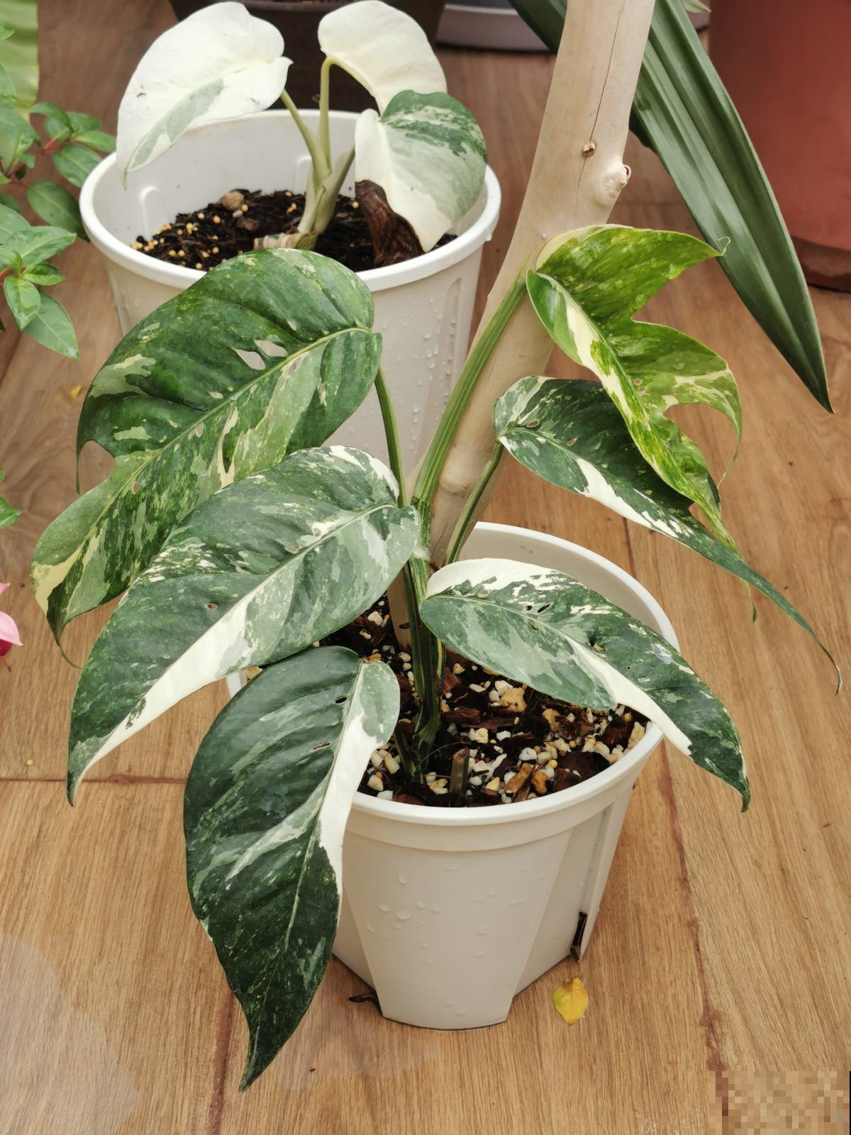 不会选花肥的，一瓶“花多多”就搞定，十来块钱啥花都能用