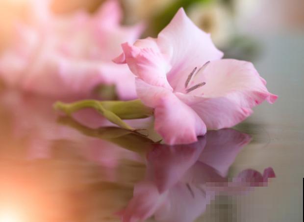 剑兰鲜切花养殖，注意这4点，延长鲜花时间