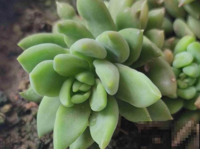 金钱滚滚多肉在家养殖，要想养的好，这5点要知道