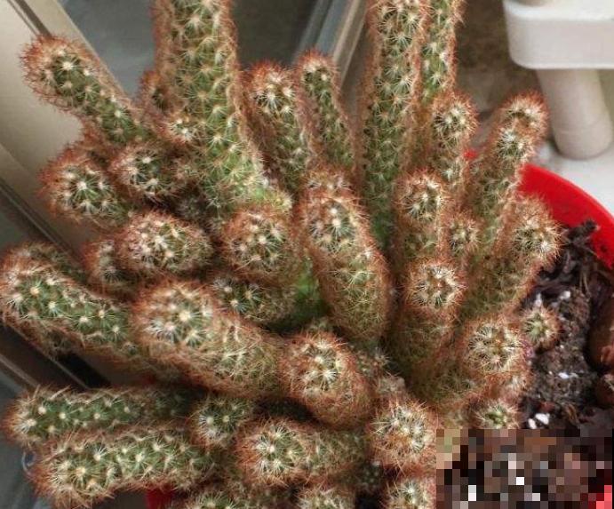 1种吉利花名叫“金手指”,在家养一盆,吉利招财有好兆头 1种吉利花名叫“金手指”,在家养一盆,吉利招财有好兆头