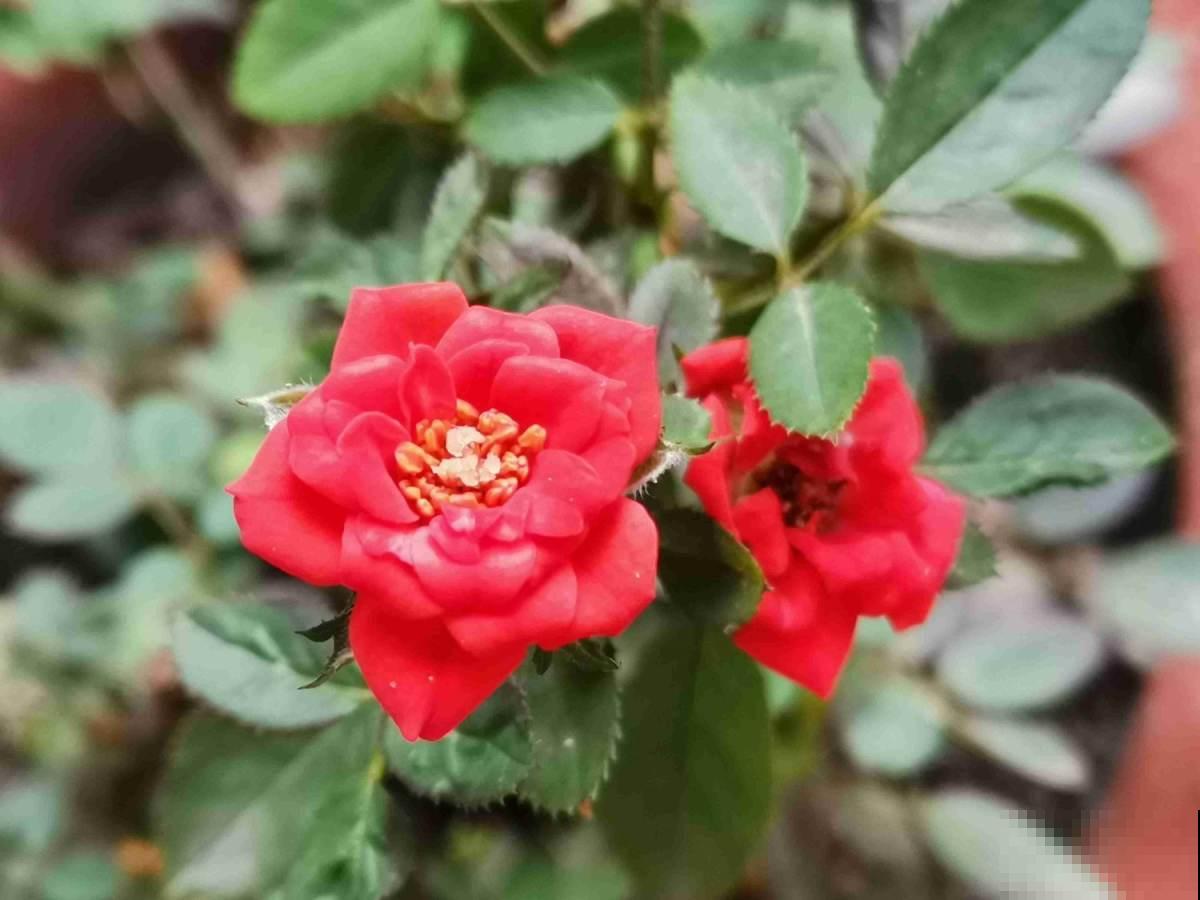 7种花“不长寿”，过了年三十就得扔，属实可惜