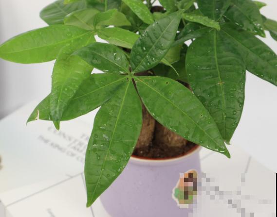 家里养殖发财树，要想换土，这5点要知道