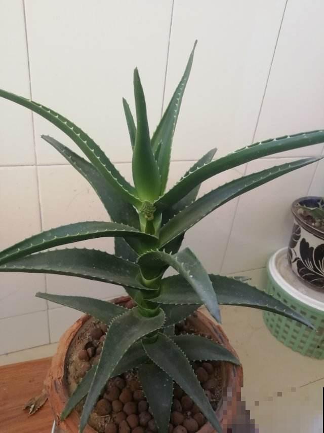 家里有女人的，就养一盆芦荟，美容又养颜好处多多