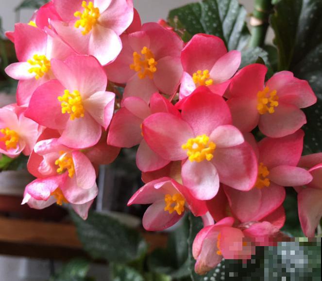 银星海棠花养殖，记住这4点，开出大花苞