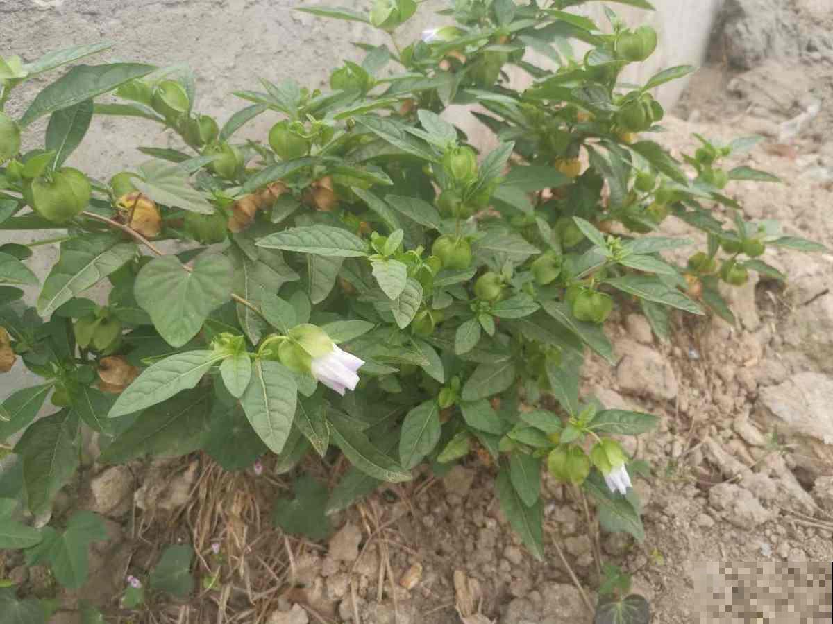 小时候常见的10种野果,9成人叫不全名字,你能叫上几个? 小时候常见的10种野果,9成人叫不全名字,你能叫上几个?