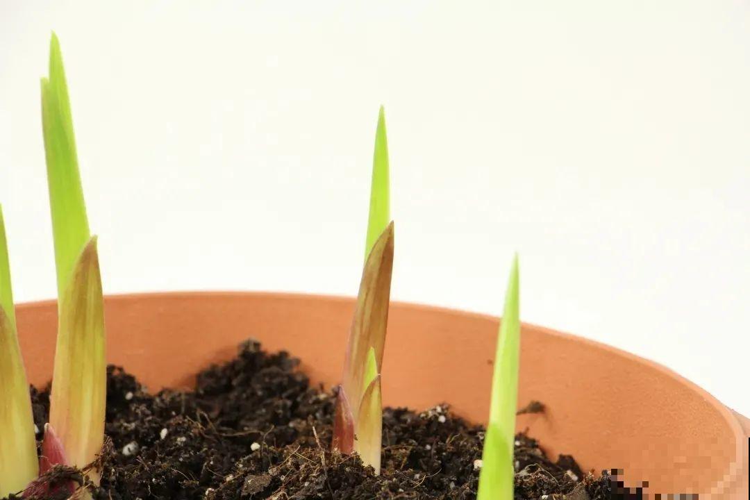 土里埋个“球”,呼呼长出1米花箭,花期长达上百天 土里埋个“球”,呼呼长出1米花箭,花期长达上百天