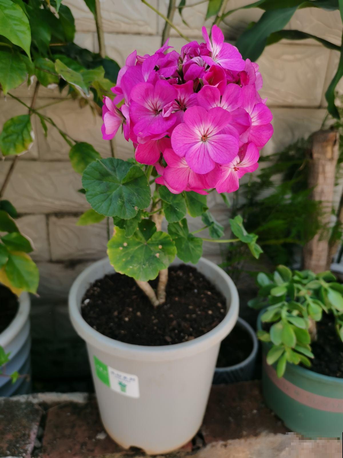 4种花现在狠心剪一刀，下个月花苞满头，治治它不开花的毛病