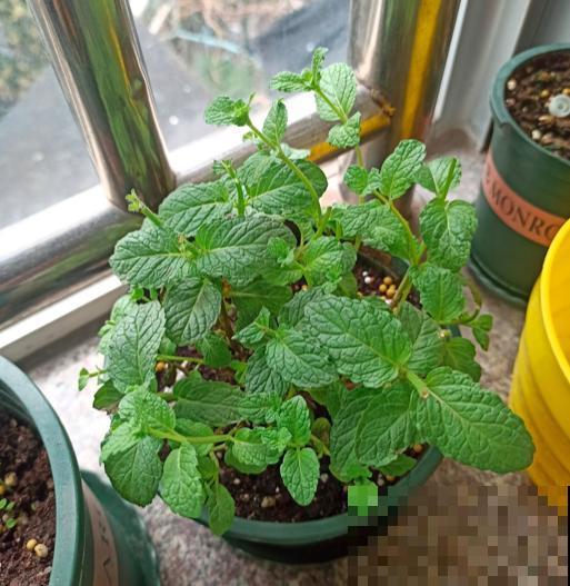 天干物燥,冬天室内多喷水,不然花干成柴火 天干物燥,冬天室内多喷水,不然花干成柴火