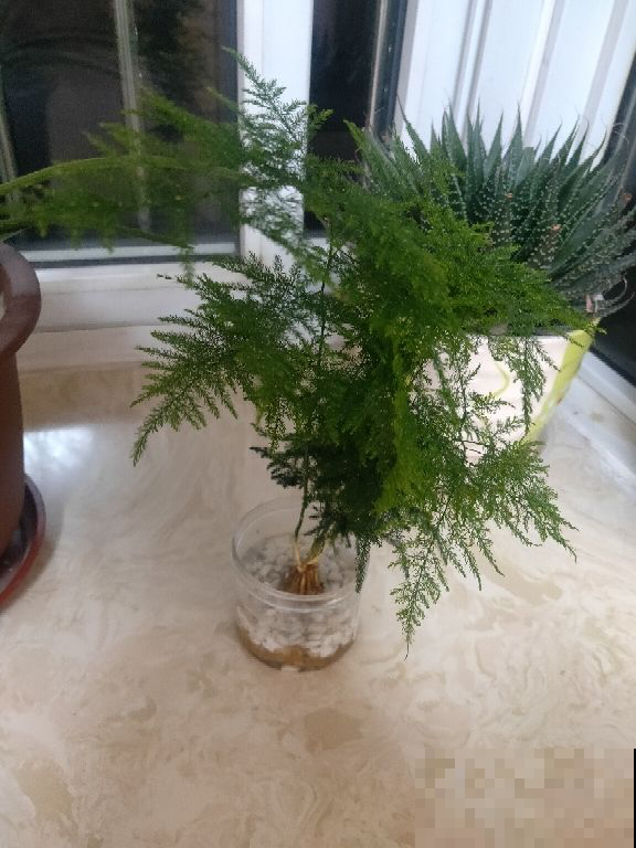 土培养花脏兮兮，水培4种花正合适，干净简洁又上档次