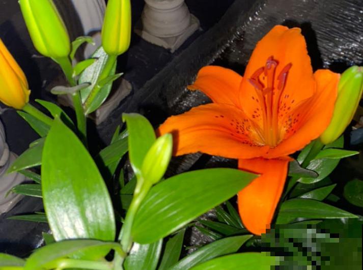 土里埋个“蒜头”，半个月蹿出壮枝条，俩月开出“香水花”