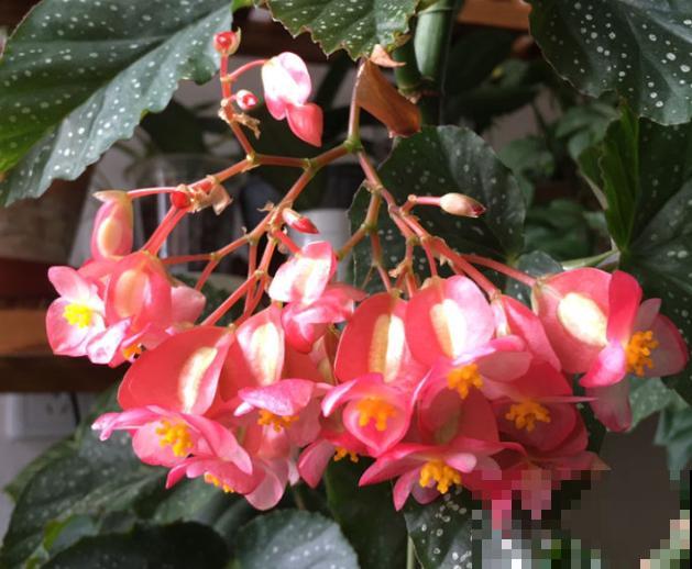 银星海棠花养殖，记住这4点，开出大花苞