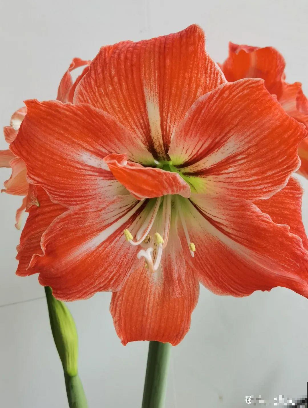 年宵花提前开败,扫兴还“不吉利”,学1招,才能延长花期! 年宵花提前开败,扫兴还“不吉利”,学1招,才能延长花期!