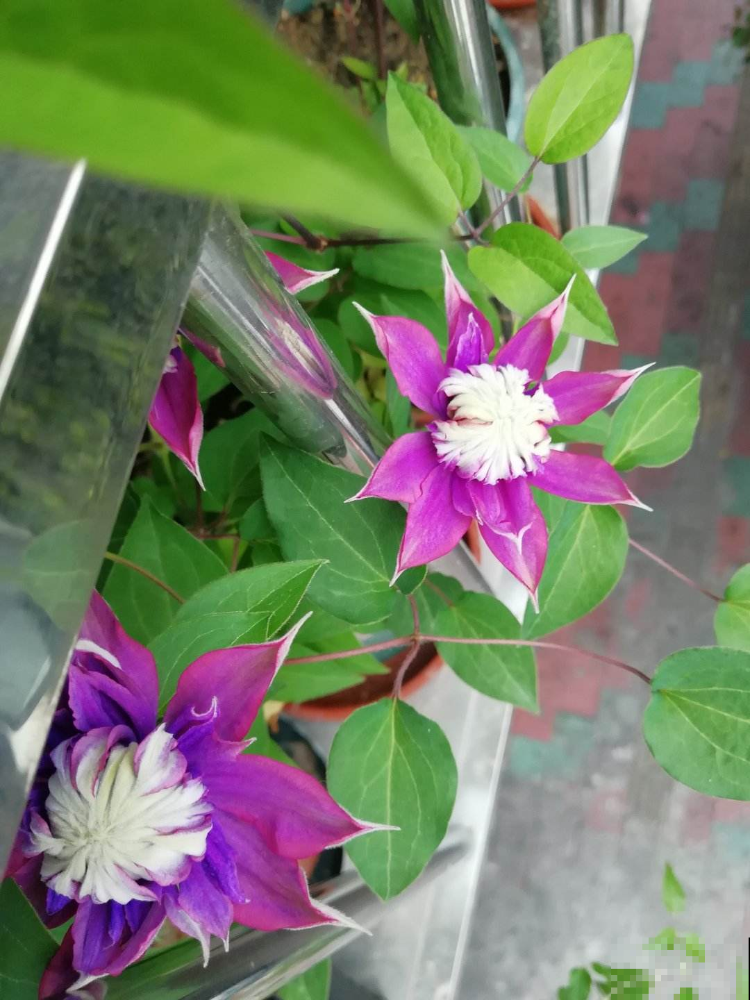 能让阳台秒变花园的4种花卉,颜值爆表花期超长,邻居看了都羡慕 能让阳台秒变花园的4种花卉,颜值爆表花期超长,邻居看了都羡慕