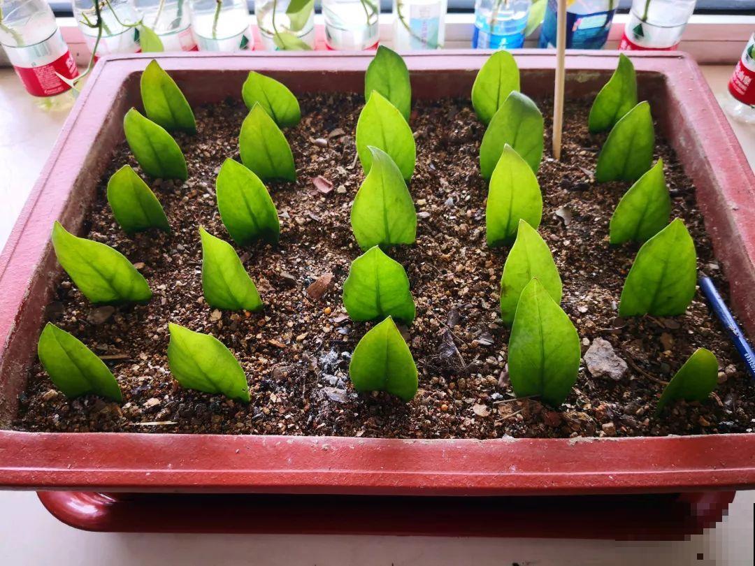 3种观叶植物，现在是扦插好时候，再晚几天影响生根
