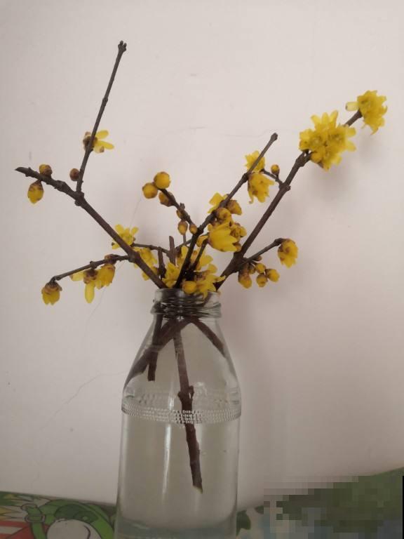 别买生根粉啦,4种方法在家就能做,不花一分钱 别买生根粉啦,4种方法在家就能做,不花一分钱