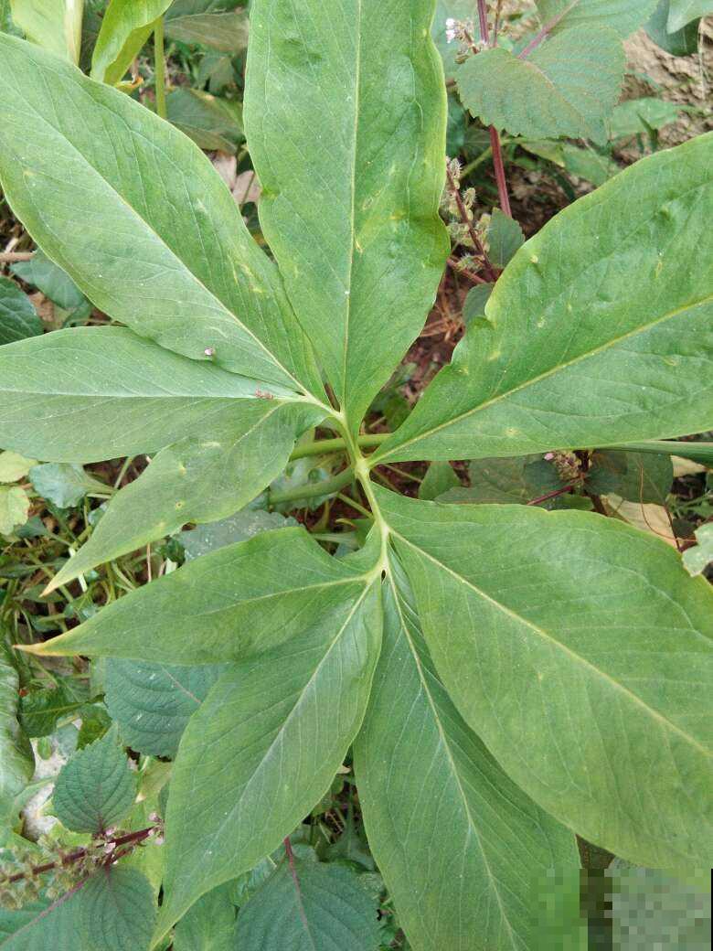 适合虎年养的10种“虎花”，虎运连连不说，还特好养