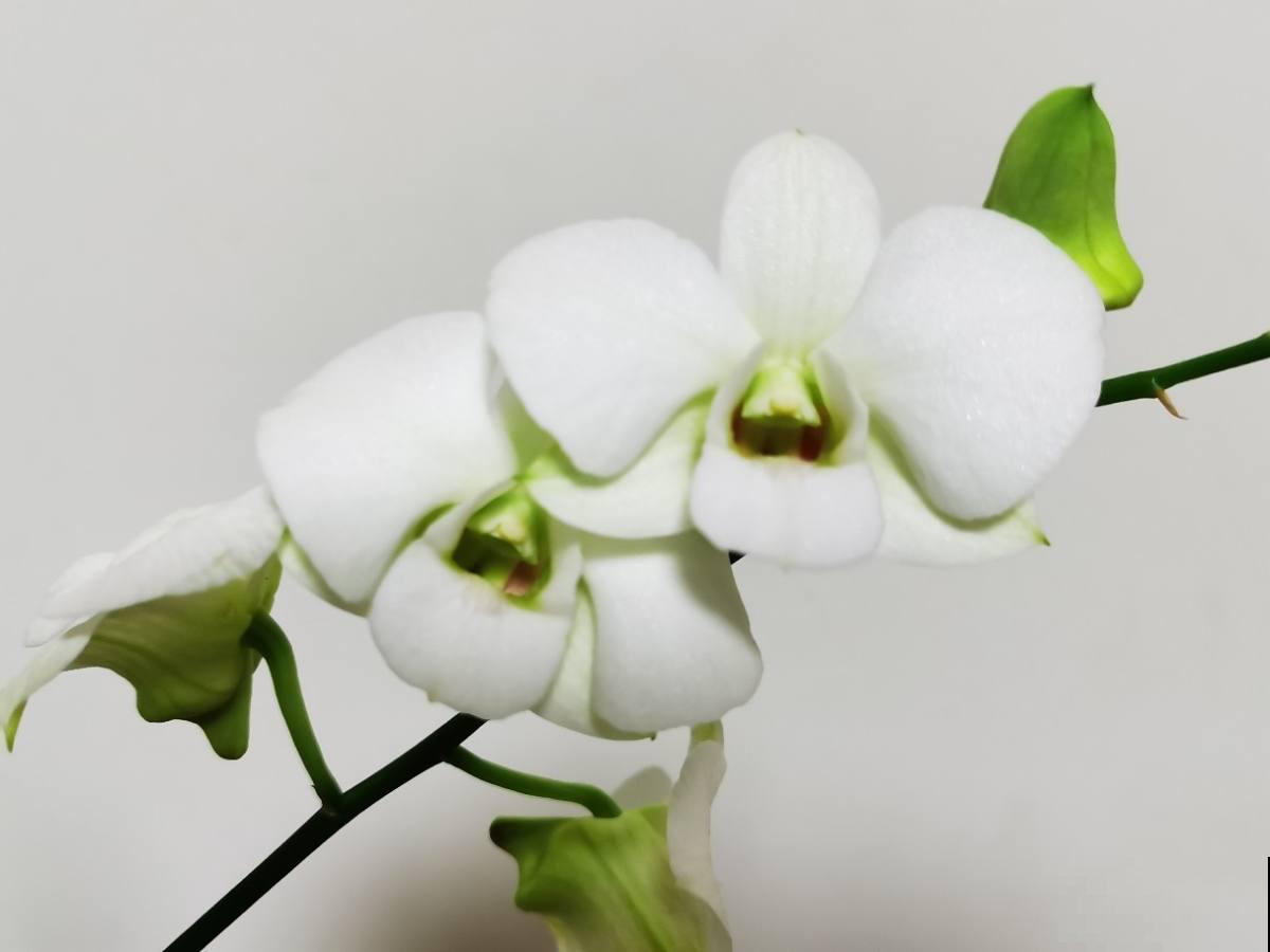 超级耐阴的植物，不用光也能长得旺，还能呼呼开花