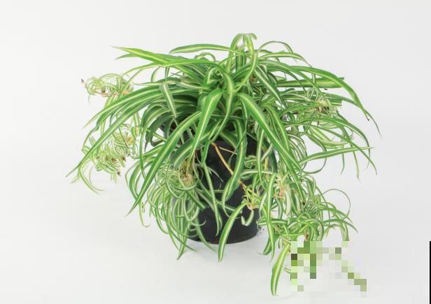 幼儿园养花要注意，有毒有刺不能种，这5种种植合适