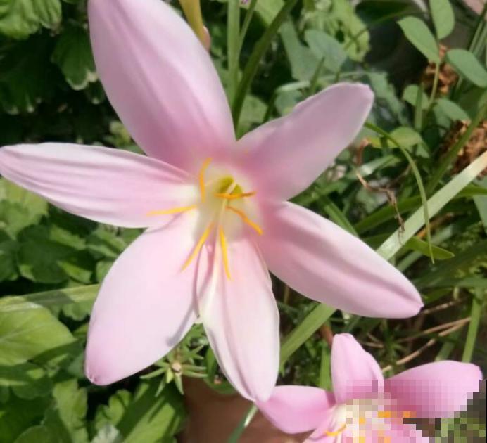 一种花不开花像韭菜,开花颜值超高,还能年年爆小崽 一种花不开花像韭菜,开花颜值超高,还能年年爆小崽