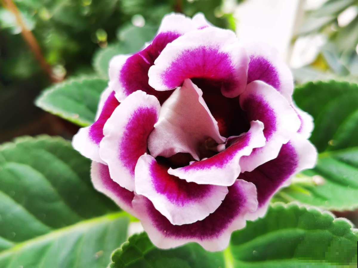 3种花，出了名的“耐阴”，没光照样长得好