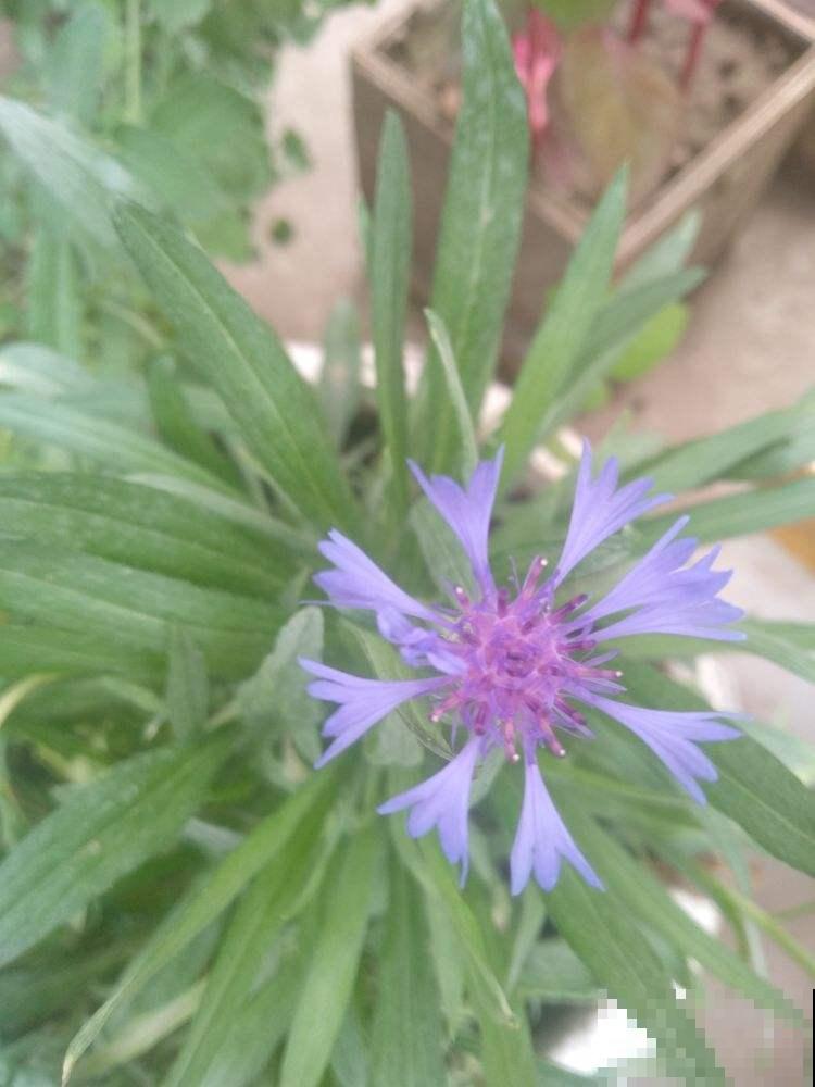 春天就要养矢车菊，几块钱就能开成花海，邻居看了都羡慕