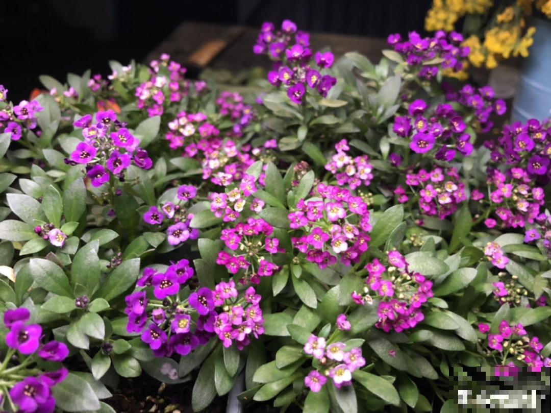 50种花春天播种,长满小院子,能开一整年 50种花春天播种,长满小院子,能开一整年