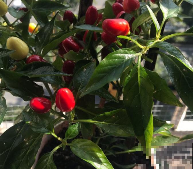 家里长得很好的辣椒死亡，和这3点有关，及时处理还有的救