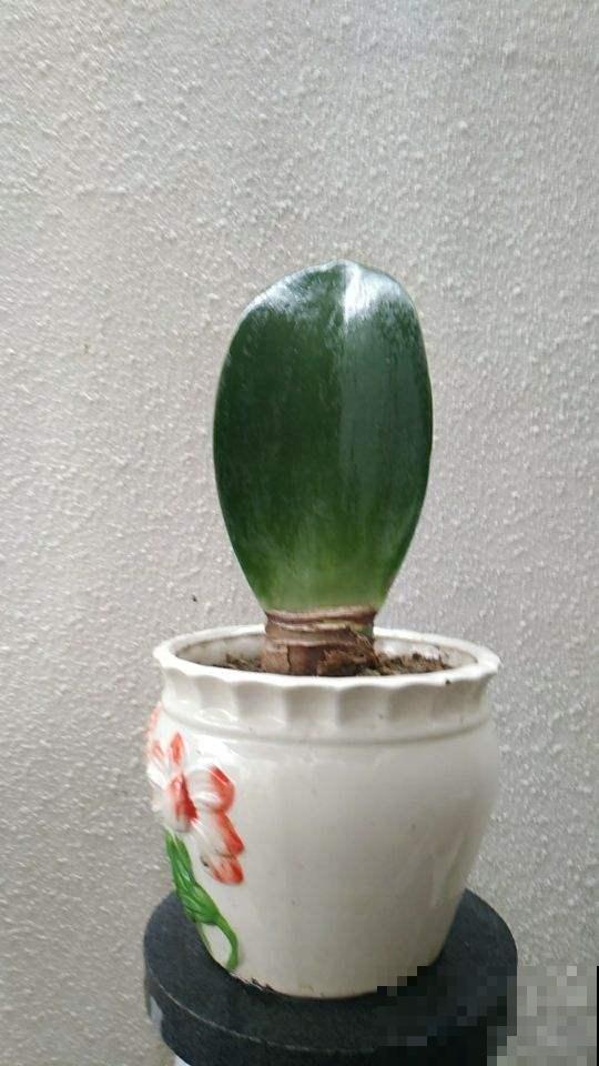 适合虎年养的10种“虎花”，虎运连连不说，还特好养