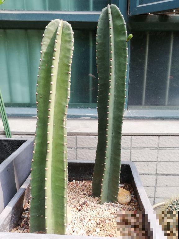 霸气侧漏的“镇宅花”，家里只要养1种，贵气好养安全感十足